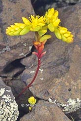 sedilla pumila thumbnail graphic